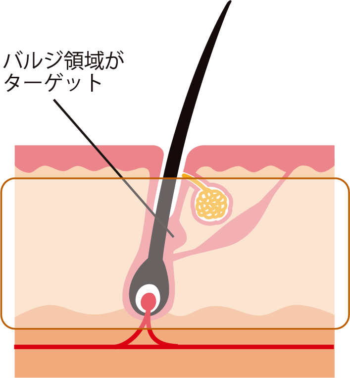 バルジ領域がターゲット